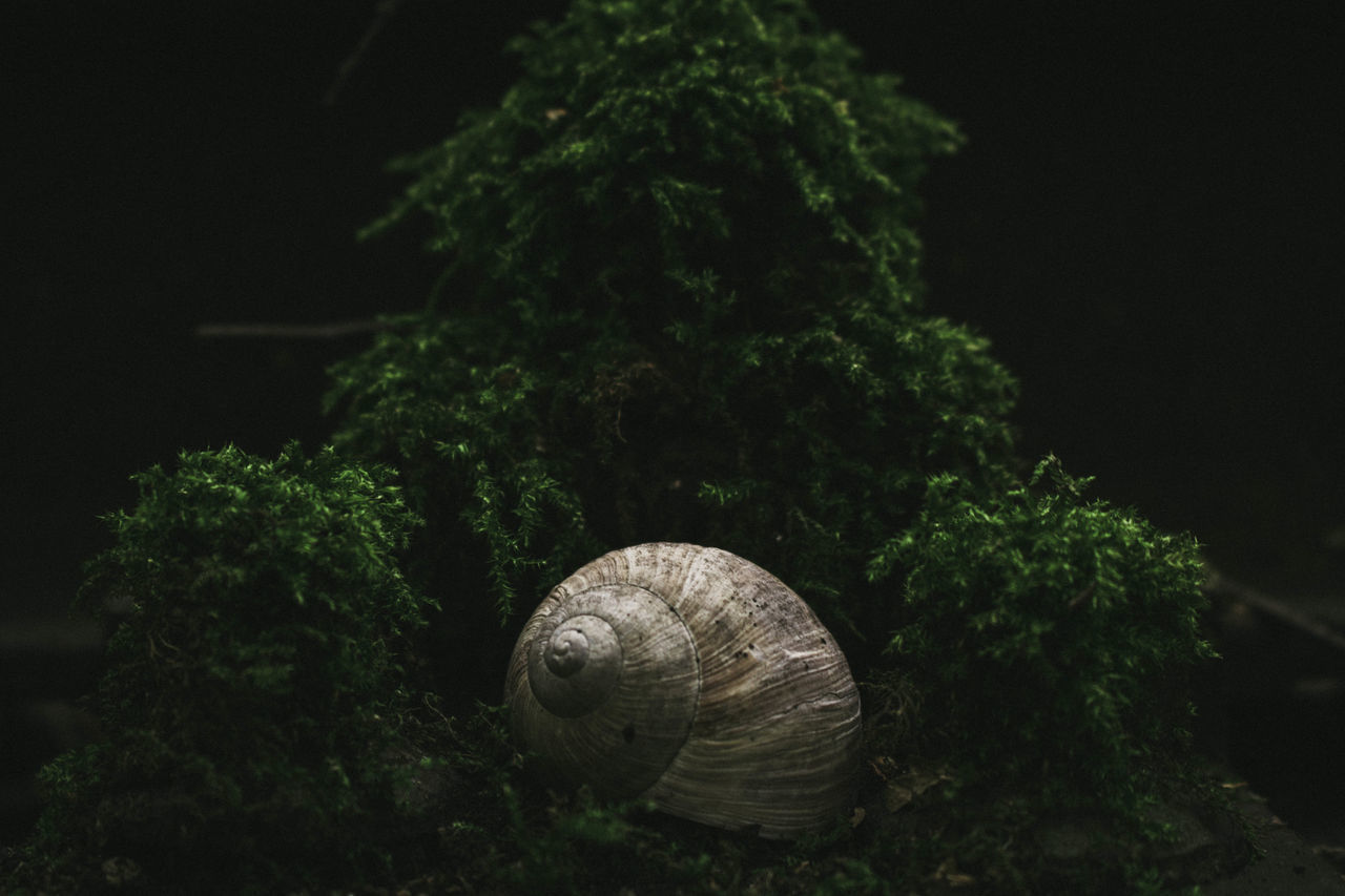 CLOSE-UP OF SNAIL ON PLANT