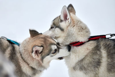 Close-up of two dogs against white background