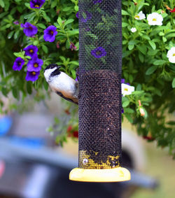 Close-up of bird perching on feeder