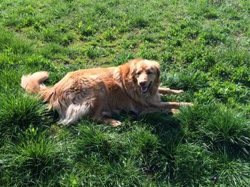 Grass grazing on grassy field