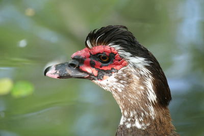 Portrait of a muscovy duck or cairina moschata