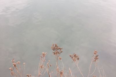 High angle view of plants by lake