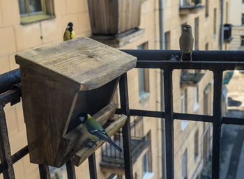 Birds perching on wood