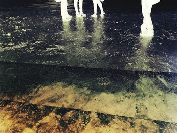 Low section of people standing on puddle