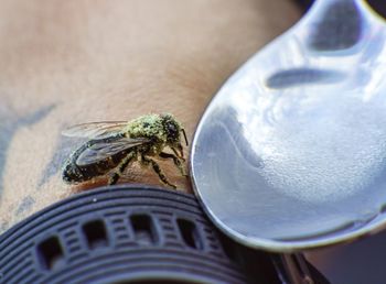 High angle view of insect on table