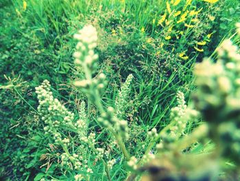 Close-up of plants growing in field