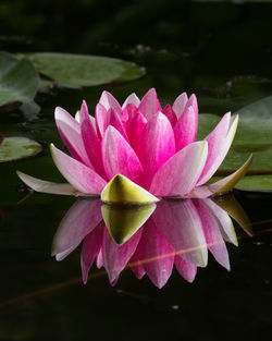 Beautiful pink water lily in the pond and its reflection in the dark mirror of the water.
