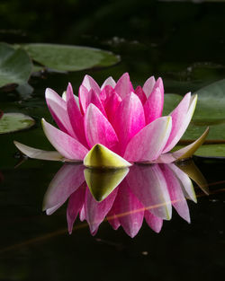 Close-up of lotus water lily in pond