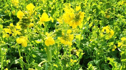 Close-up of yellow flowers blooming in field