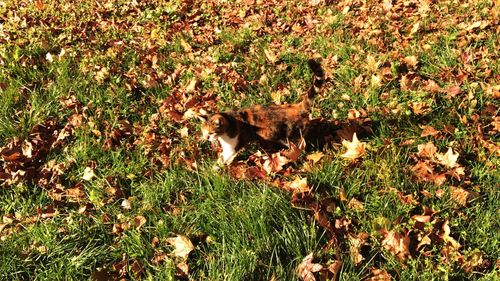 Dog standing on grassy field