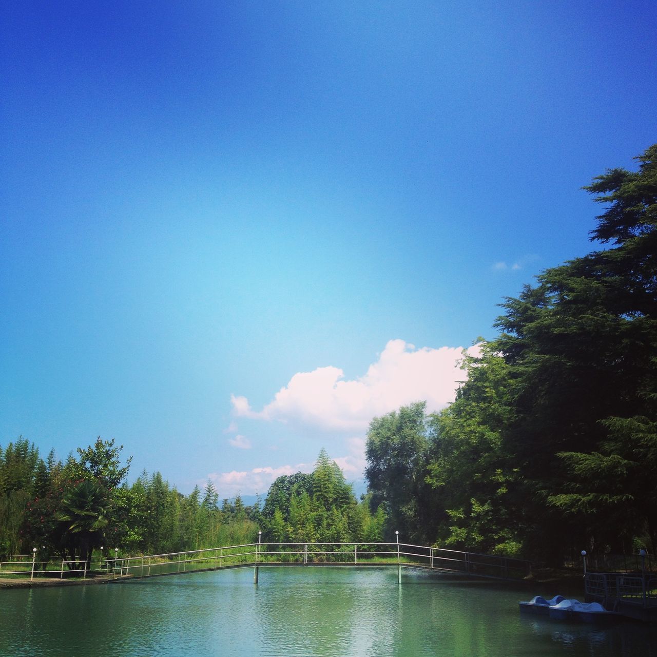 tree, water, blue, waterfront, lake, sky, tranquility, tranquil scene, reflection, scenics, beauty in nature, river, nature, idyllic, growth, day, clear sky, copy space, outdoors, no people