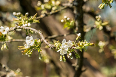 Close-up of white cherry blossoms in spring