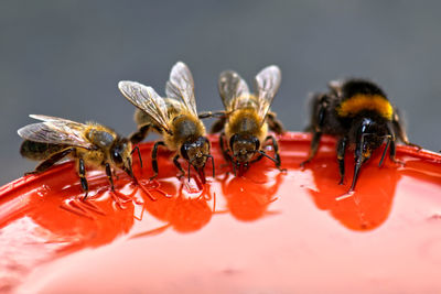 Group of bees on red pot