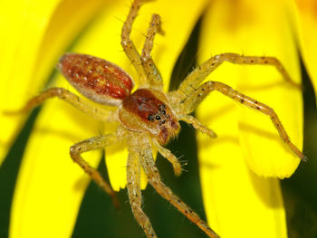 Close-up of spider on yellow leaf