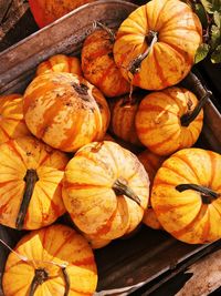 High angle view of pumpkins