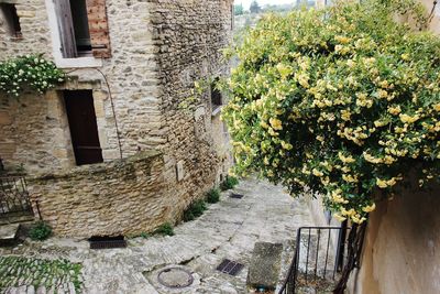 Plants growing outside building