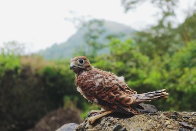 Close-up of eagle perching on rock