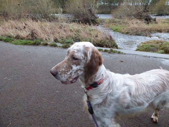 Dog in water