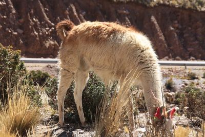 Side view of an animal on field