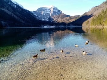 Ducks in a lake