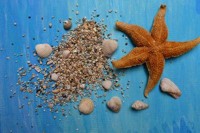 Directly above shot of shells on table