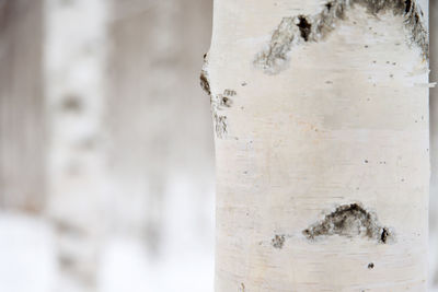 Close-up of lizard on tree trunk