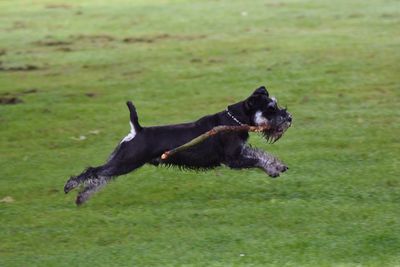 Dog with stick running on grassy field