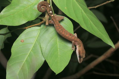 Close-up of lizard on leaves