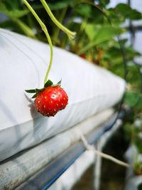 Close-up of strawberry on plant