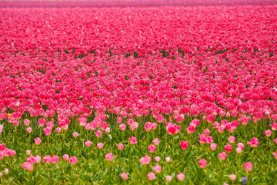 Pink tulips in field