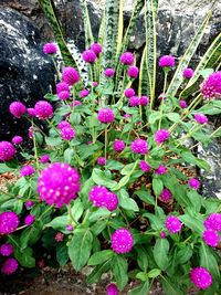 High angle view of pink flowering plant