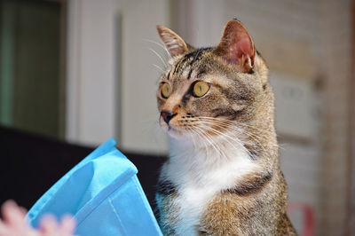 Close-up of a cat looking away