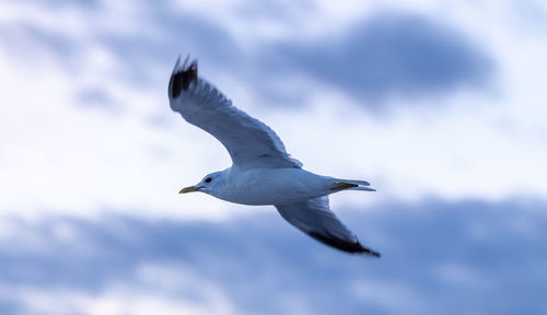 Low angle view of seagull flying