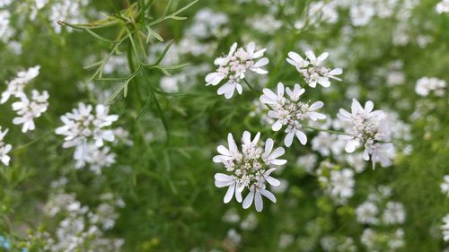 Close-up of white flowers