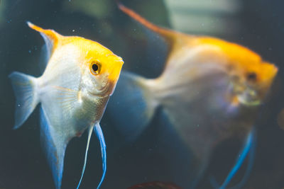 Couple of gold pterophyllum scalare in aqarium fresh water, yellow angelfish