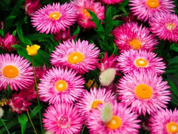 High angle view of pink flowering plants