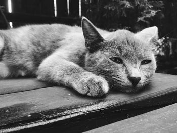 Close-up portrait of cat lying on floor