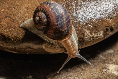 Close-up of snail