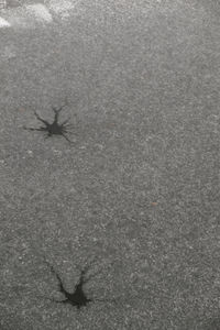 High angle view of crab on sand