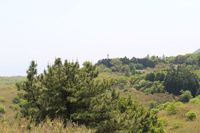 Scenic view of trees growing on field against clear sky