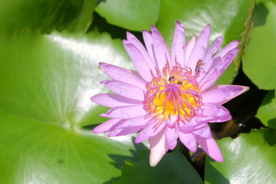 Close-up of pink lotus water lily