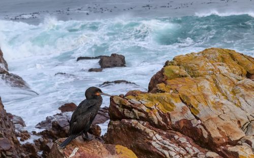 View of rocks on beach