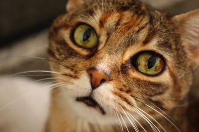 Close-up portrait of a cat