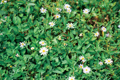 High angle view of flowering plants on field