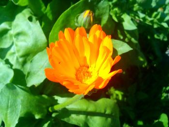 Close-up of orange flower