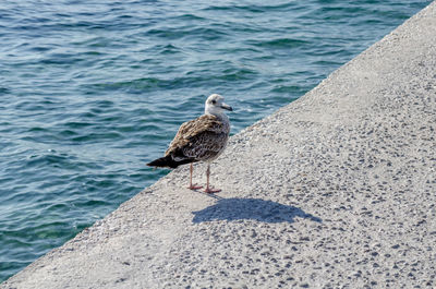 Seagull perching on rock by sea