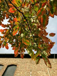 Close-up of tree growing during autumn