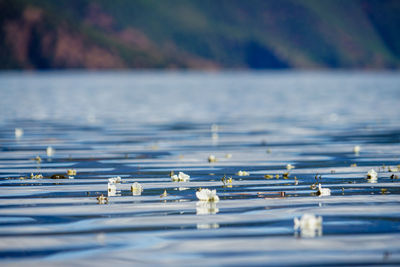 Close-up of frozen lake