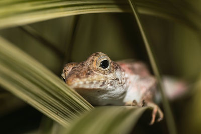 Close-up of frog on leaf