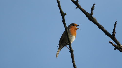 Low angle view of bird perching on tree against clear blue sky